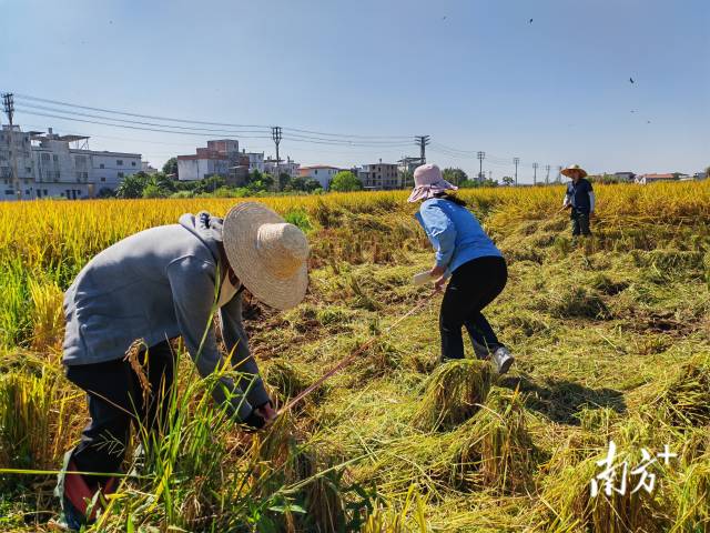 超聲種子增產(chǎn)預(yù)處理后，廣東興寧雙季絲苗香米突破畝產(chǎn)1446.18公斤，再創(chuàng)世界紀(jì)錄！